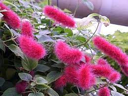 Pink Fuzzy Flowers Google Search Unusual Flowers Pink Plant Hanging Plants