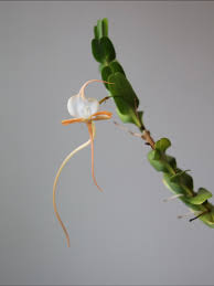 Image result for Angraecum minus