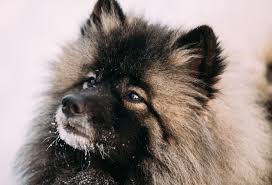 This dog's hair sheds very little and may require some trimming every couple of weeks. 29 Fluffy Dog Breeds Big And Small Breeds Playbarkrun