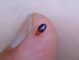 pin on getting rid of bed bugs