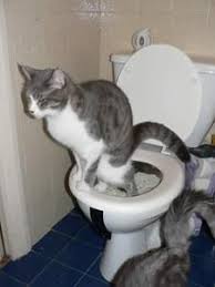 Apprendre A Son Chat A Faire Ses Besoins Dans Les Toilettes Comment Eduquer Son Chat Astuces Et Conseils Plusieurs Chats Bac A Litiere Chat