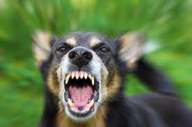 Hoe kun je agressieve honden begrijpen en opvoeden? Zich Beschermen Tegen Een Agressieve Hond Europ Assistance