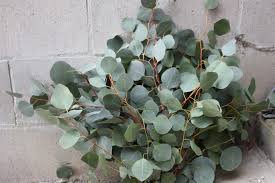 Image result for Eucalyptus