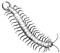Centipede Drawing Drawing Images Centipede Tattoo Images Octopus Tattoo Design