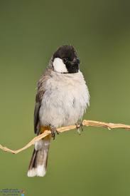 White Eared Bulbul تركي الازوري Az Azwari Twitter Bulbul Colorful Birds Bird