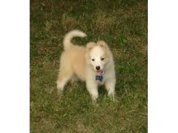 Puppies for sale from dog breeders near portland, oregon. Border Collie Puppies For Sale