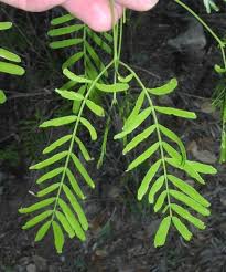 Image result for Prosopis glandulosa