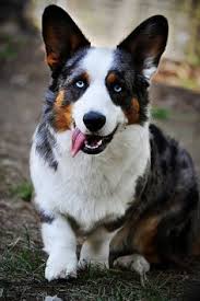 Cowboy corgi puppies for sale in washington, usa, page 1 (10 per page) puppyfinder.com is your source for finding an ideal cowboy corgi puppy for sale in washington, usa area. 42 Cowboy Corgi Ideas Cowboy Corgi Corgi Corgi Mix