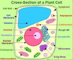 Maybe you would like to learn more about one of these? Structure Of Plant And Animal Cell
