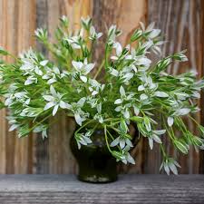 Image result for Ornithogalum seineri