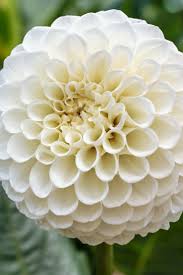 Top view of flowers set in round shape on wooden background with copy space. Planning A Diy Wedding These Pure White Dahlias Are Must Their Perfectly Round Flower Heads Measure 3 Across And Are Packed Dahlia Flowers Summer Flowers