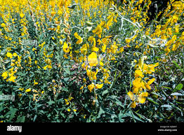 Image result for Crotalaria juncea