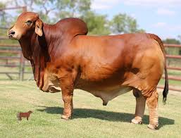 We at ranchworldads.com are working every day to be your ranch classifieds, and the very best place for you to buy or sell quarter horses, paint horses, ranch horses, rope horses, rodeo horses, barrel horses, cutting horses, reining horses, cow horses, not to mention alfalfa hay, timothy hay, bermuda hay, cattle, cattle ranches, horse ranches, or sell. Red Brahman Brushy Creek Custom Sires Bull Semen Collection