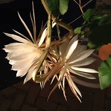 Argentine giant cactus makes lots of pups. Flowering Tonight Only Finegardening