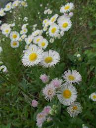 Fleabane Aster Family Garden Harvest Wild Flowers Plants