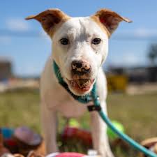 Canine Culture Podcast: Your Ultimate Resource for Dog Care Tips and  Information