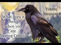 Healinglifefromwithin C The Meaning Of Seeing Crows Totem Meanings Crow Totem Crow Meaning Crow Spirit Animal