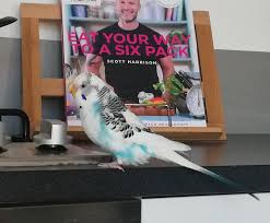 H'Attard Stray Animal Support Group