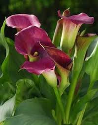Zantedeschia Tous Les Conseils D Entretien Arum Blanc Design De Jardin De Fleurs Fleur Jardin