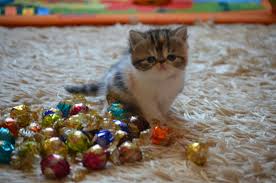 Muge Yelda Eris Ciger Adli Kullanicinin Yavru Kedi Mercan Panosundaki Pin Yavru Kediler Kedi Mercan