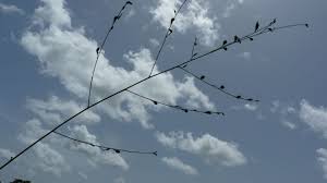 Image result for Schwenckia