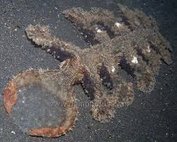 Image result for Melinis subglabra