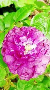 Gardening Tips And Tricks Diy Gardeningtipsindoor Beginner Gardening Tips Gardening Tips Soil Gardeningtipsvege Rose Beautiful Flowers Planting Roses