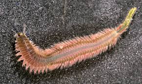 Image result for Walleria nutans