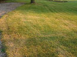 Check spelling or type a new query. Dormant Vs Dead Grass Natural Deltas