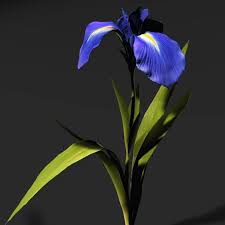 Iris Flowers 3d Model Iris Flowers 3d Model Iris