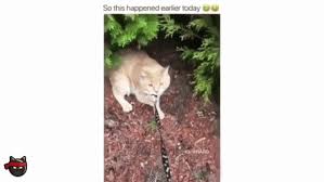 113 hilarious funny cat memes of september 2019. Best Dankest Cat Memes Gifs Gfycat