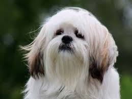 All Dog Breeds All Dog Types All Dog List Names Pictures Dog Breeds Types Of Dogs Dogs Need some good dog names ? all dog breeds all dog types all dog