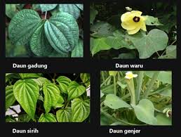 We did not find results for: 87 Gambar Daun Gadung Paling Bagus Gambar Pixabay