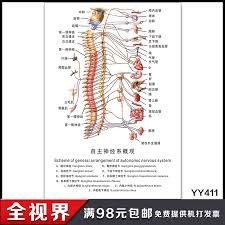 Buy Hospital Human Nervous System Structure Anatomy Human