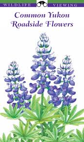 The poppies, hostas, peonies, iris, delphiniums, rockcress, and meadow rue are all beautifully arranged in the garden and are in full bloom during the summer. W I L D L I F E V I E W I N G Common Yukon Roadside Flowers Flip Ebook Pages 1 36 Anyflip Anyflip