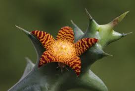 Image result for Orbea schweinfurthii
