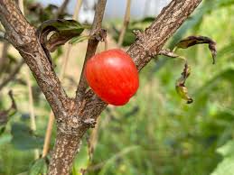 Image result for Cornus mas