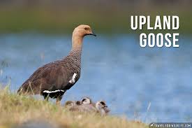 Dozens of resources can help you find last name origins. Animals That Start With U Over 130 Animals Photos Travel For Wildlife
