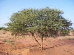 Image result for Acacia hockii