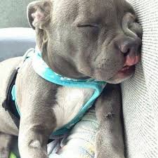 Pin By Semra On Prom Dresses Cute Animals Cute Dogs Baby Animals