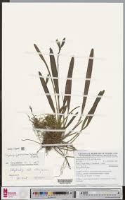 Image result for Polystachya melanantha