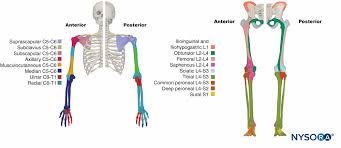 functional regional anesthesia anatomy nysora