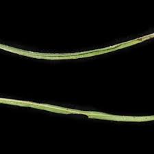 Image result for Aptosimum marlothii