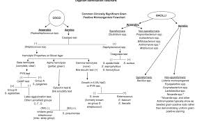 gram positive microorganism flow chart medical laboratory