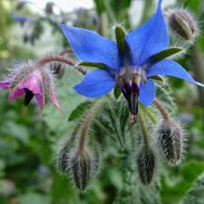 Image result for Borago officinalis