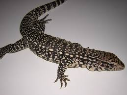 Argentine Black And White Tegu For Sale Canada Argentine Black And White Tegu For Sale
