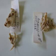 Image result for Leptonychia tokana