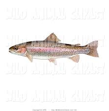 Trout Images Clip Art Clip Art Of A Rainbow Trout Fish Oncorhynchus Mykiss Swimming Left Rainbow Trout Fishing Clip Art Rainbow Trout Picture