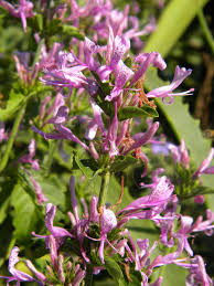 Image result for Hypoestes aristata