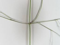 Image result for Panicum funaense